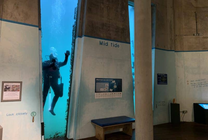 Photo of a diver cleaning the windows in the Museum's Tidal Zone.