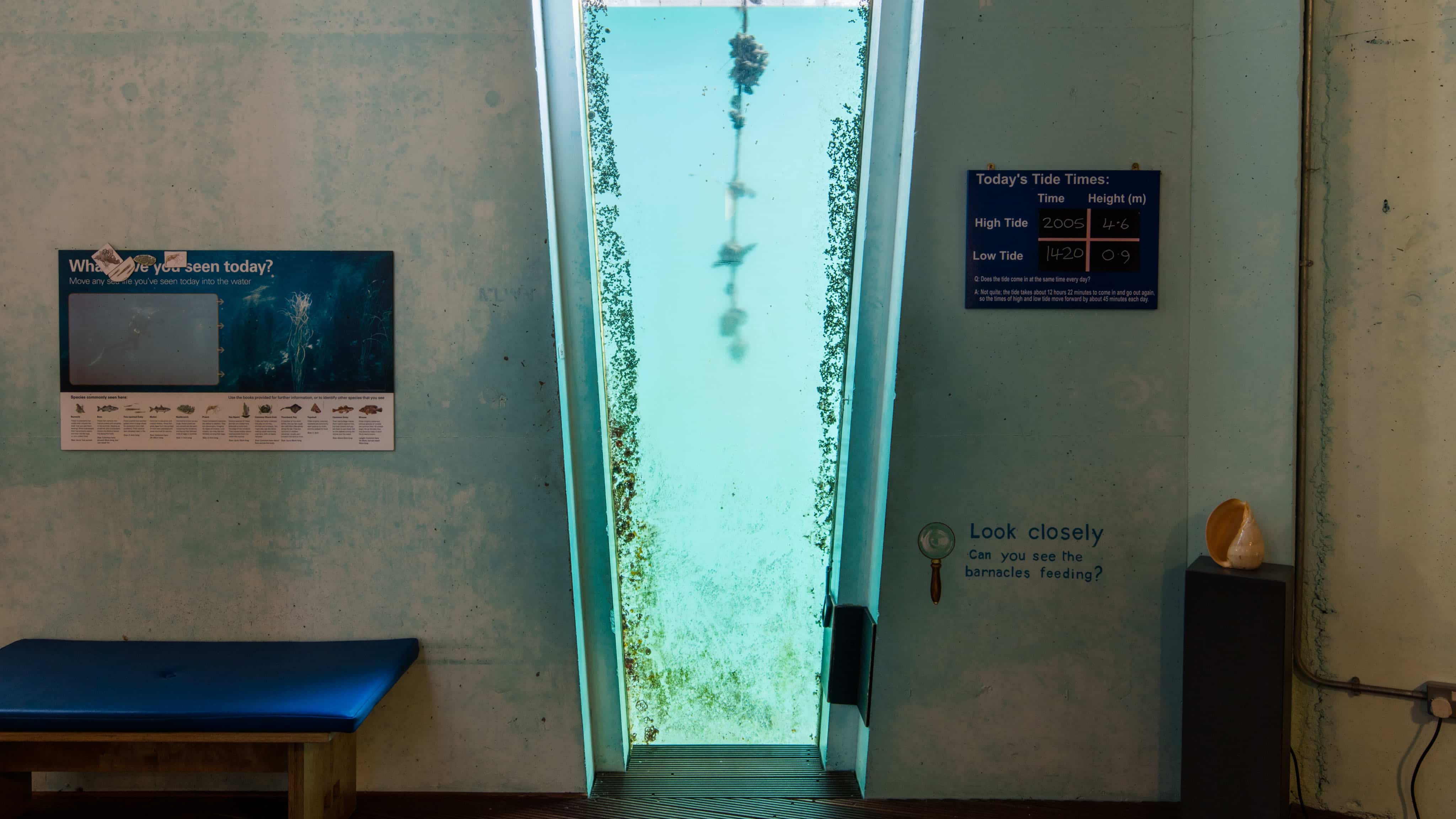 Photo of the window in the Museum's Tidal Zone, with the tide in.