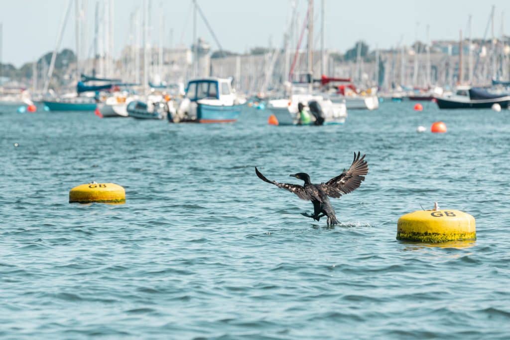 Heritage Boat Tours, spot wildlife