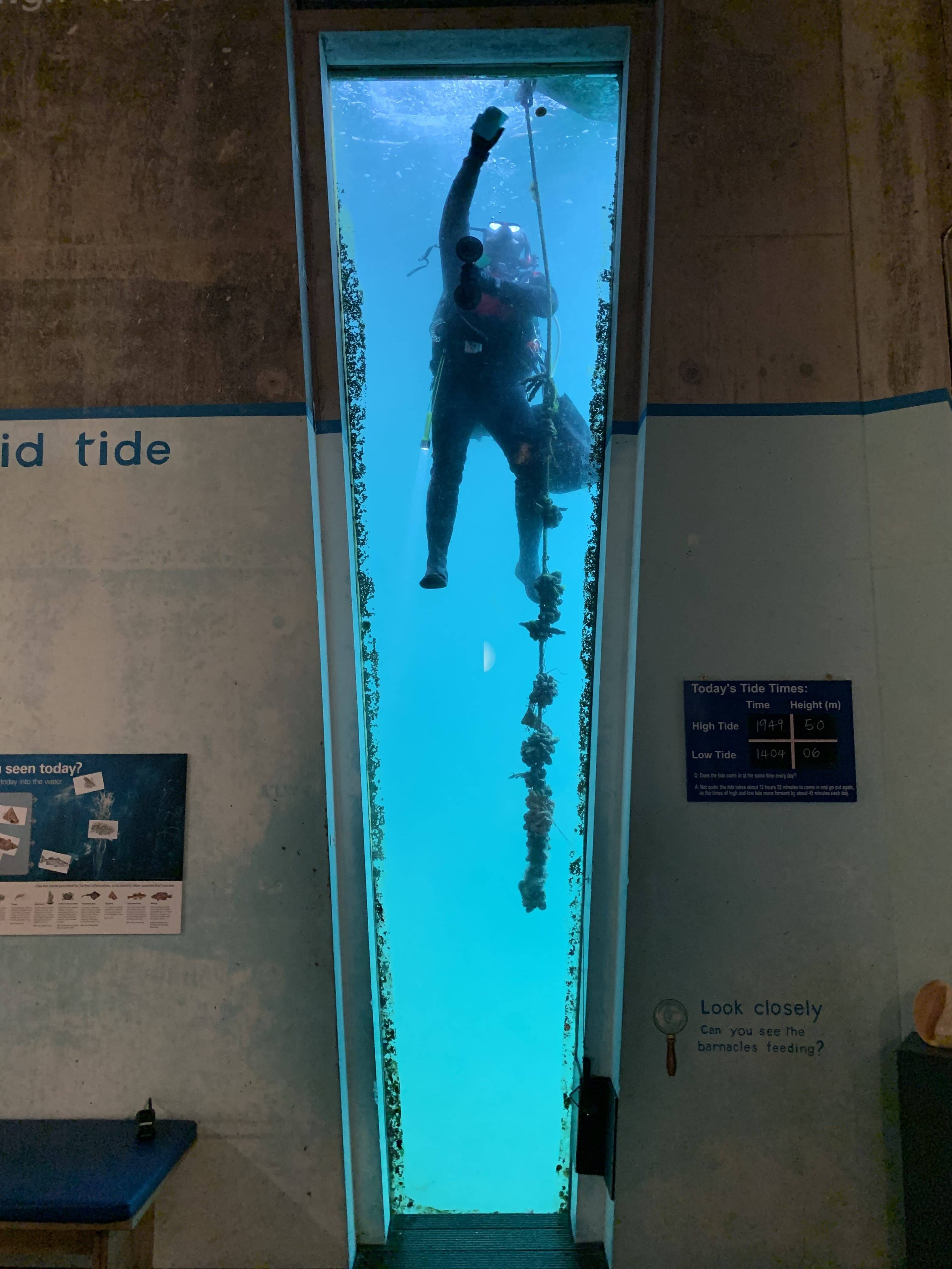 A scuba diver cleans the outside of the window in the Museum's Tidal Zone.