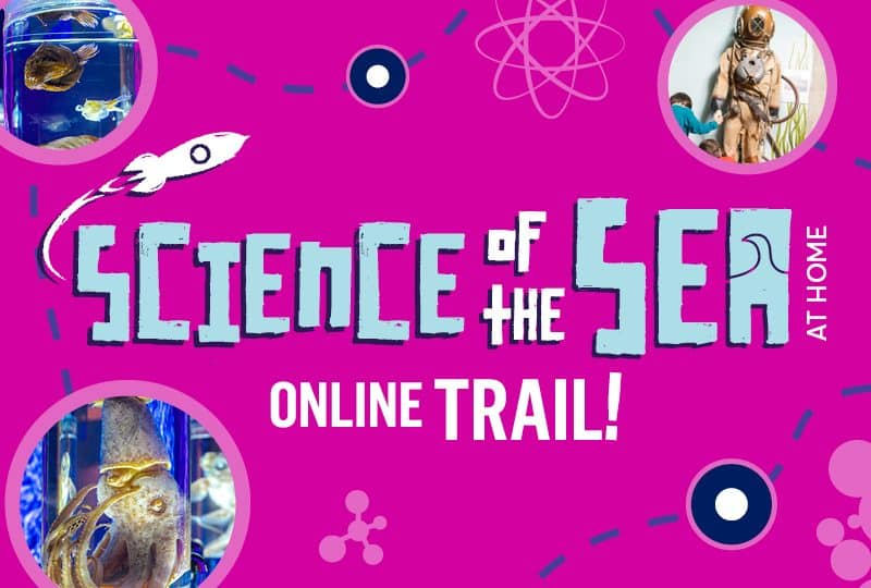 Against a pink background, text in the centre reads 'science of the sea at home' and 'online trail!'. Three photos show a diver's suit, a jar with several preserved specimens in, and a close-up of a preserved vampire squid.