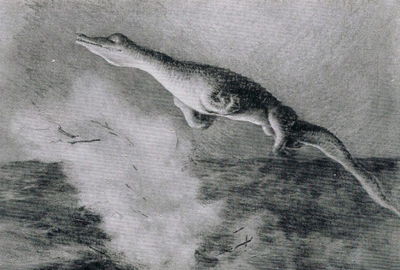 Black and white illustration of a sea-going cryptid creature jumping out of the water.