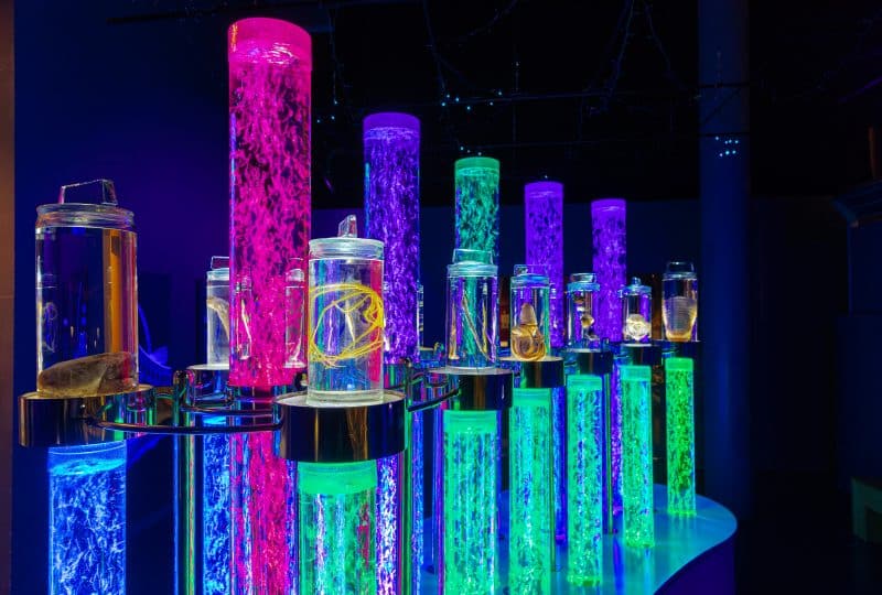Cases with different deep-sea specimens in them are lit up by neon pink, blue, purple and green-coloured tubes that have bubbles streaming in them.