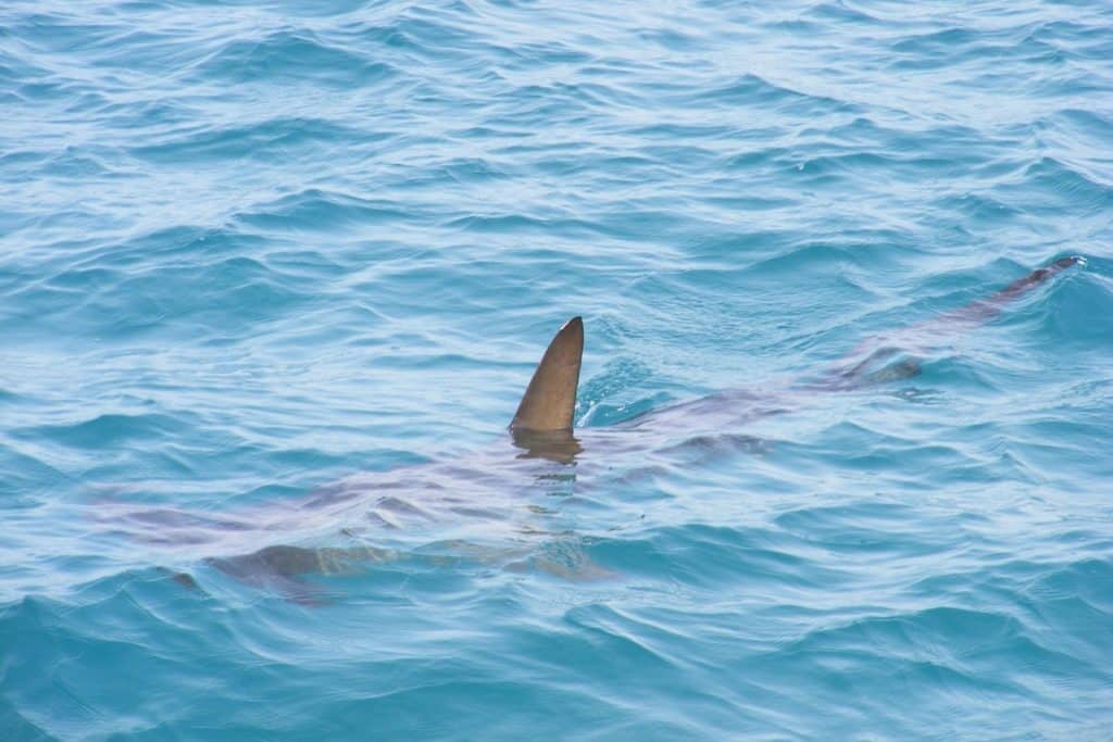A shark's fin slices though the water, with the rest of the animal just about visible beneath the surface of the water.