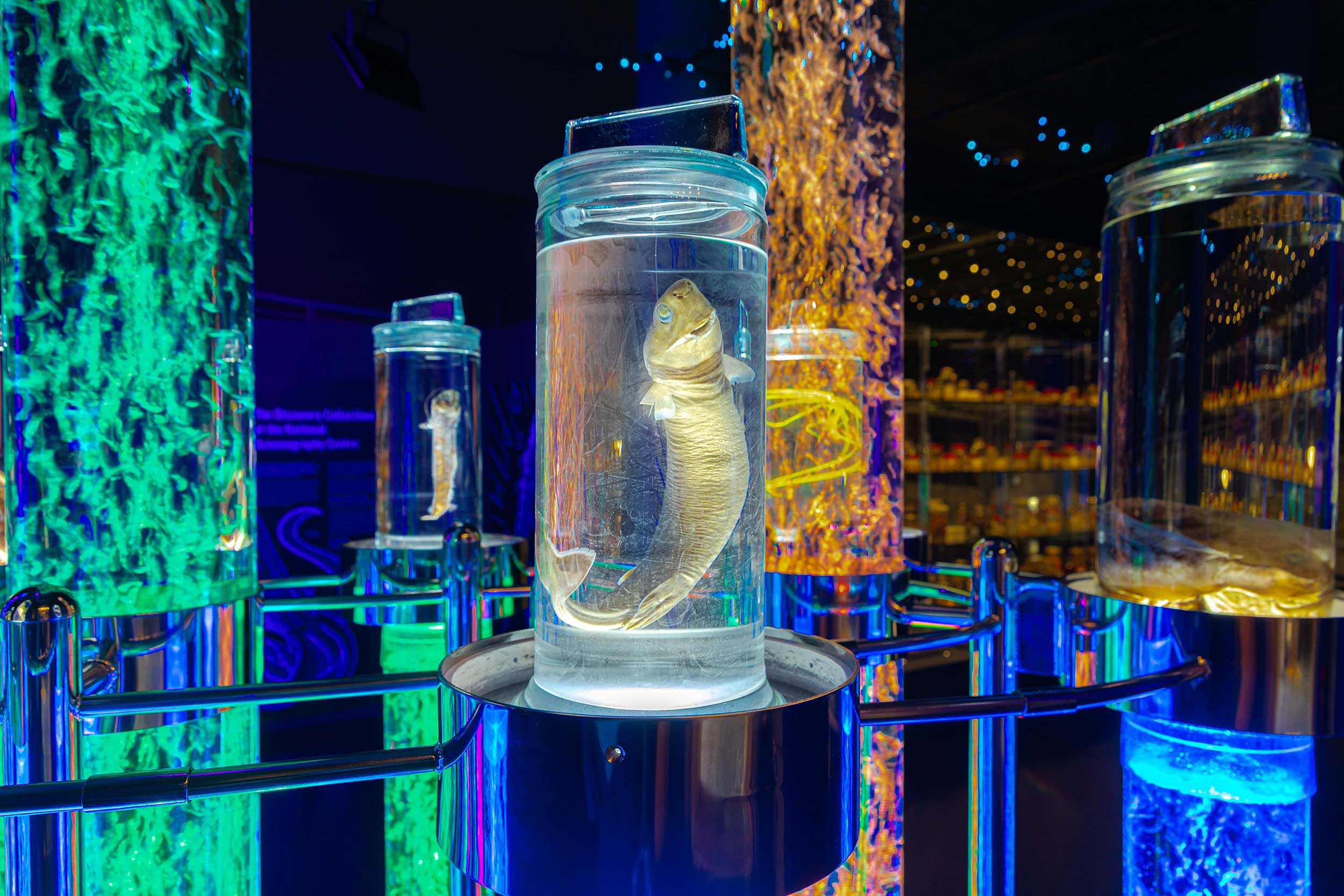 Image focusing on a clear jar with a preserved deep-sea specimen in it. In the background are a couple of similar jars, as well as two tubes lit up neon green and yellow.