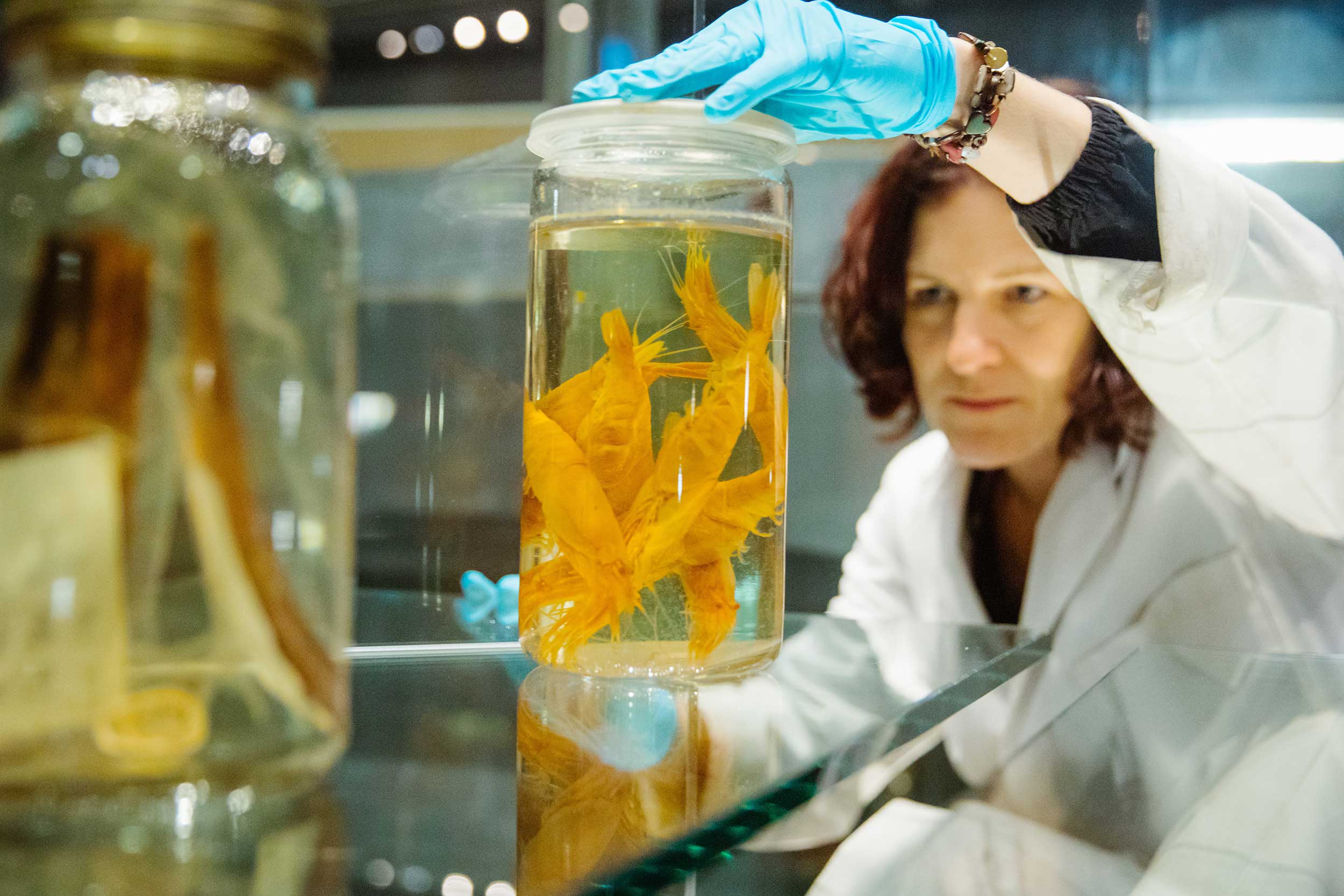 Dr Tammy Horton installs specimen jars in the Museum's 'Monsters of the Deep' exhibition.