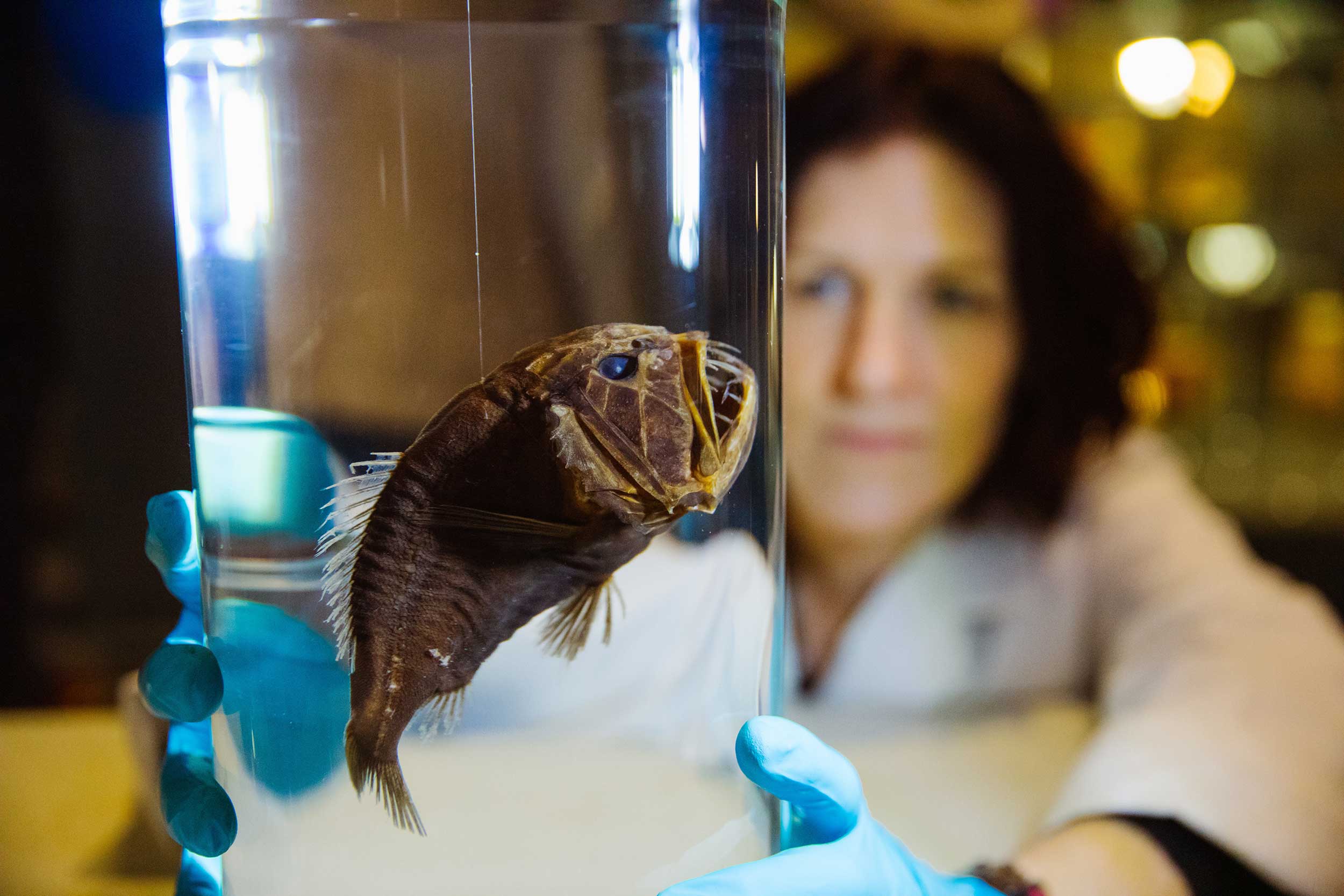 Dr Tammy Horton, dressed in a white lab coat and wearing blue gloves, holds up a jar with a preserved fangtooth fish in it.