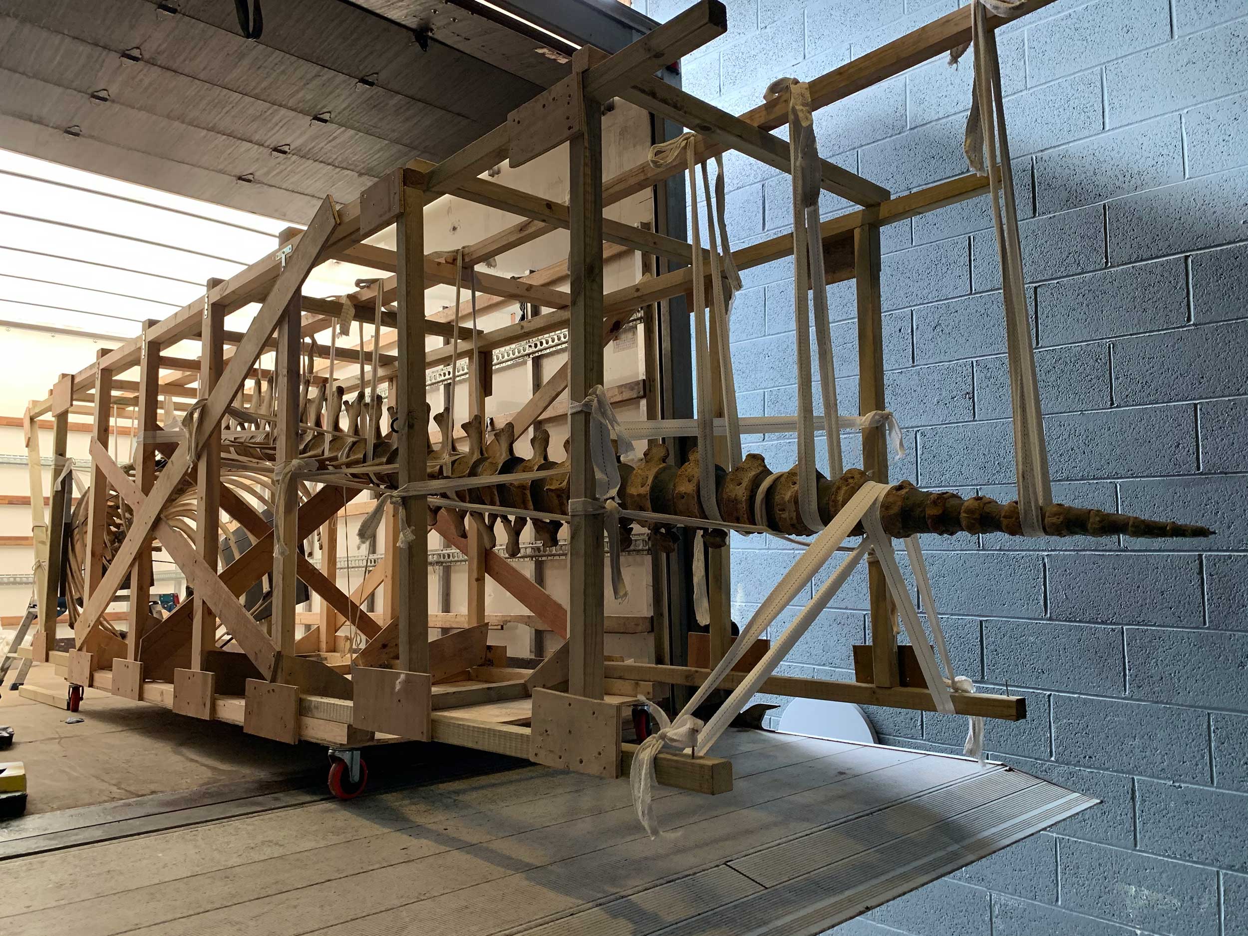 The killer whale skeleton arrives in a crate to the Museum.