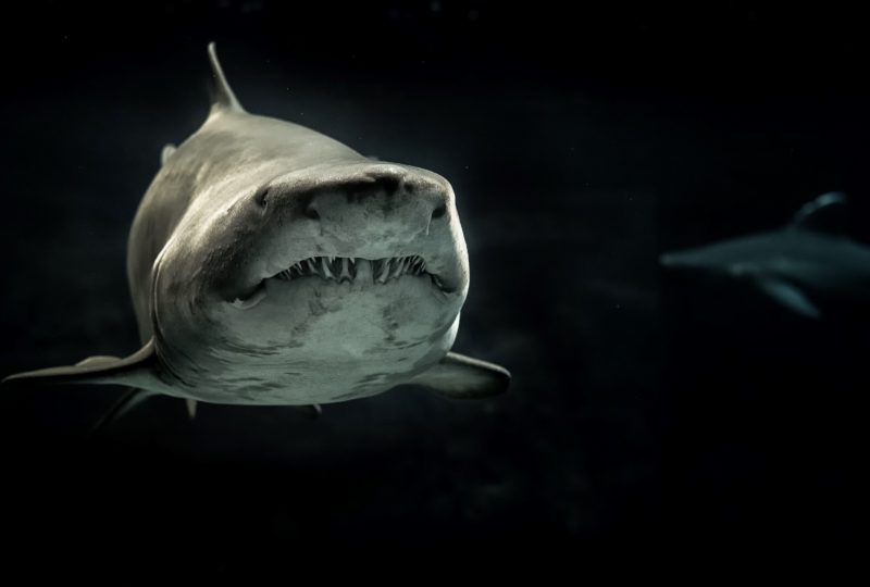 An underwater photo of a shark in dark water, swimming towards the camera. There is a second shark barely visible in the background.
