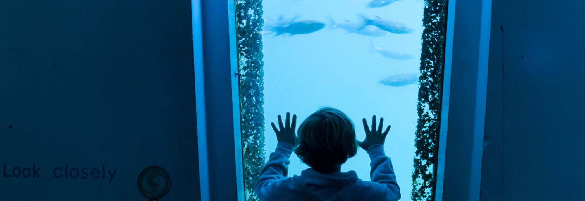 A child looking at fish through the underwater windows at National Maritime Museum Cornwall.