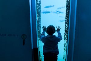 A child looking at fish through the underwater windows at National Maritime Museum Cornwall.