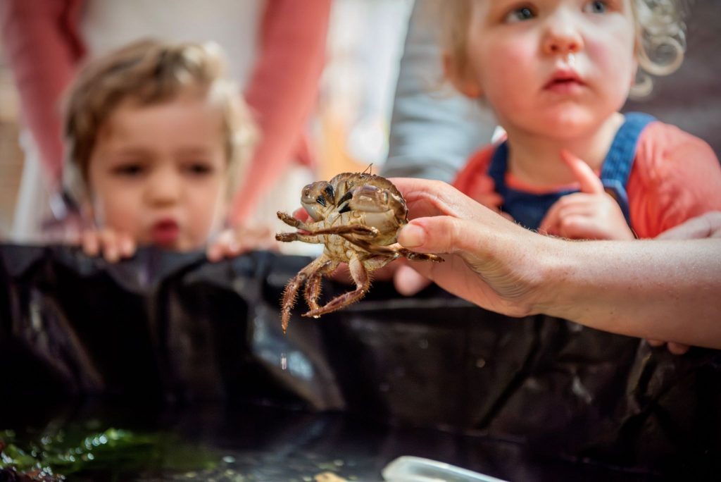 A crab being lifted out of a rock pool as children watch.
