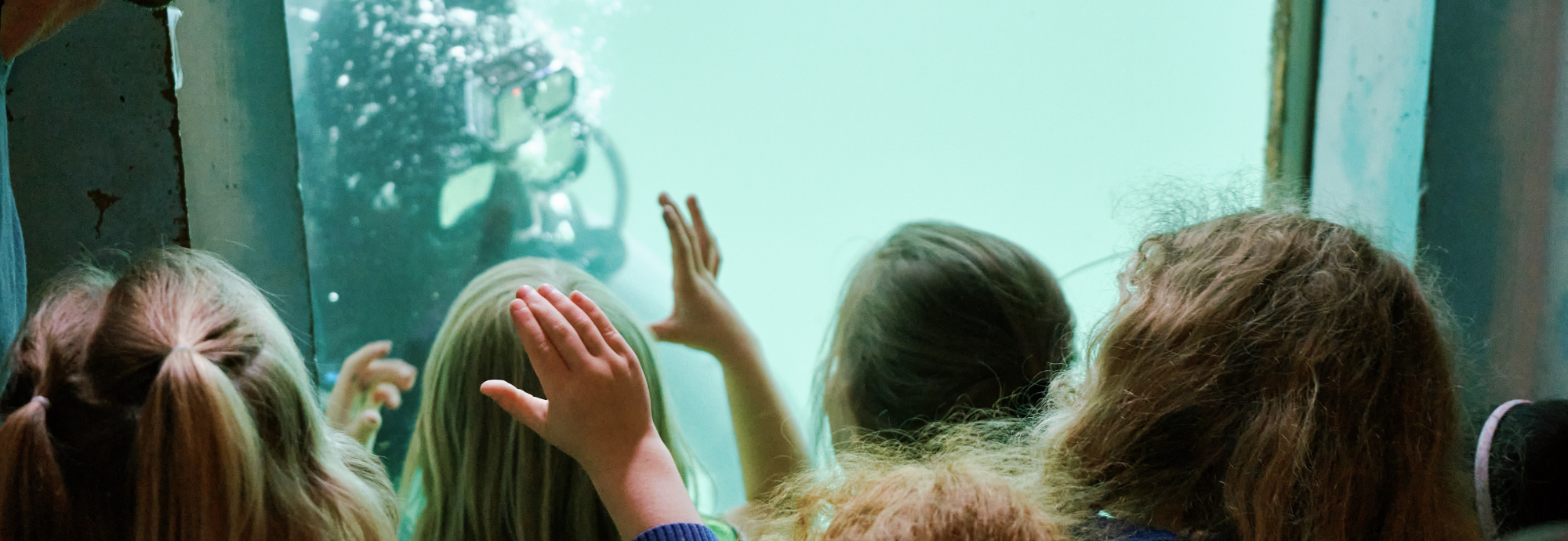 A photograph shows school pupils looking at a scuba diver through an underwater window.