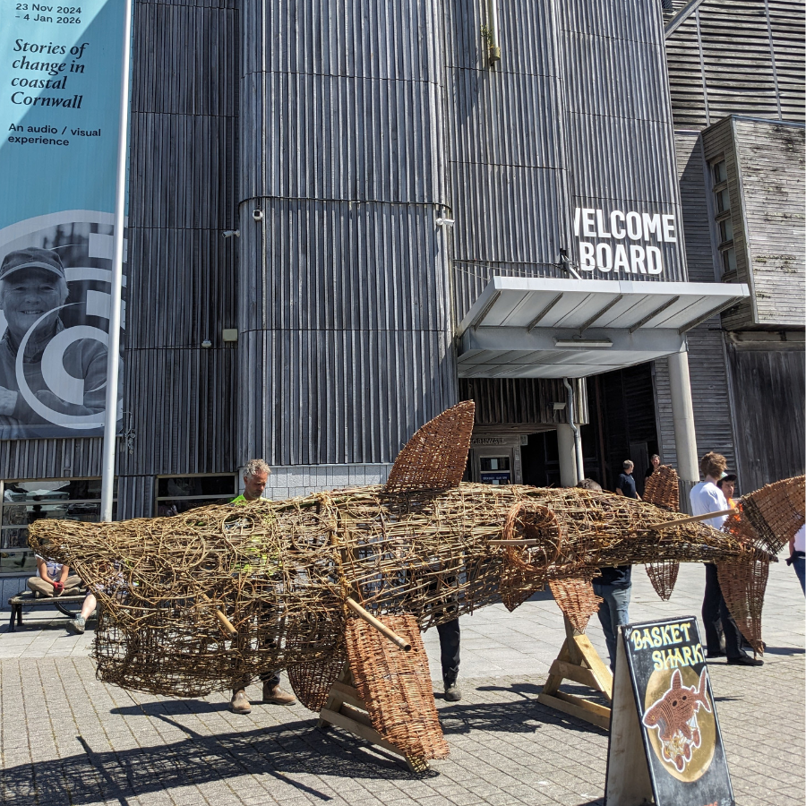 A large withy (willow) sculpture of a Basking Shark stands on a wooden base outside the National Maritime Museum Cornwall while people look on.
