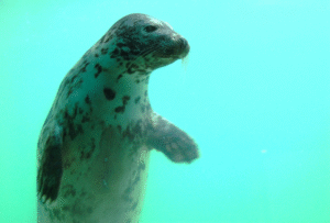 Seal Spotting in Cornwall. A friendly seal is visible through an underwater window.