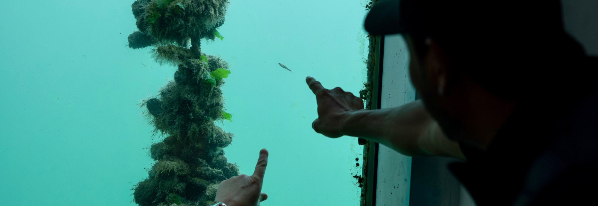 Two visitors point at a fish through an underwater window in the Tidal Zone at National Maritime Museum Cornwall