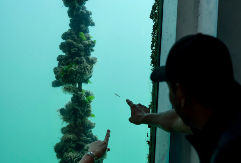 Two visitors point at a fish through an underwater window in the Tidal Zone at National Maritime Museum Cornwall