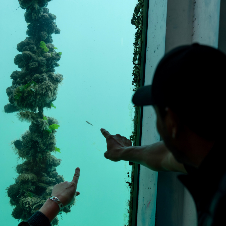 Two visitors point at a fish through an underwater window in the Tidal Zone at National Maritime Museum Cornwall